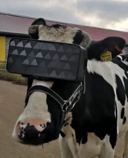 Станислав Киселёв